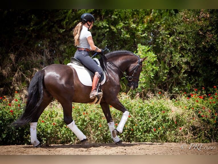 PRE Mix Gelding 6 years 15,2 hh Black in La Vega