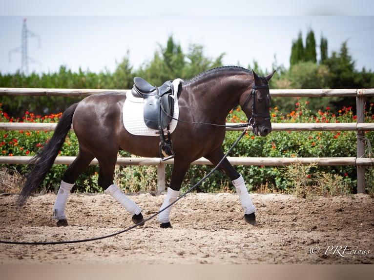 PRE Mix Gelding 6 years 15,2 hh Black in La Vega