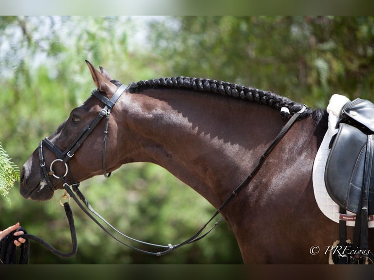 PRE Mix Gelding 6 years 15,2 hh Black in La Vega