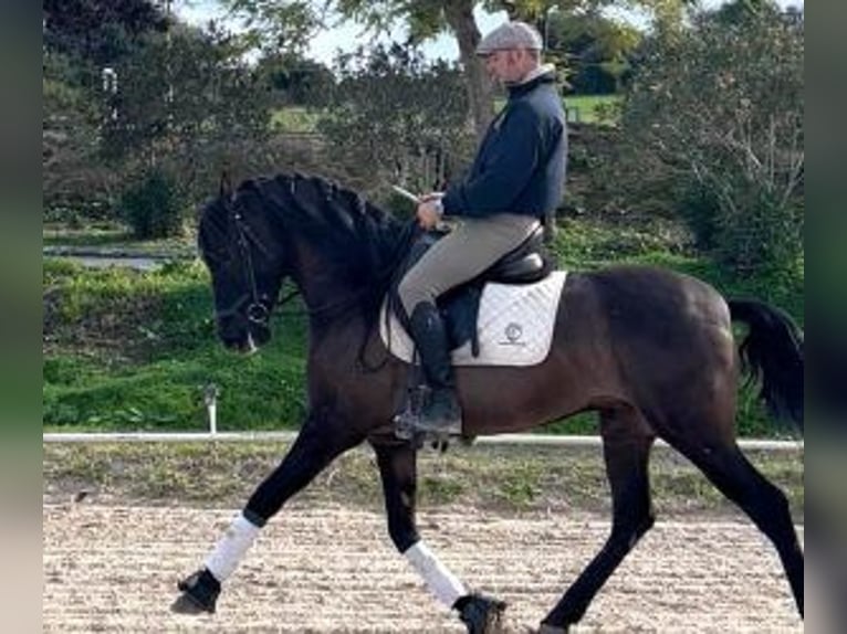 PRE Mix Gelding 6 years 15,2 hh Black in Sevilla