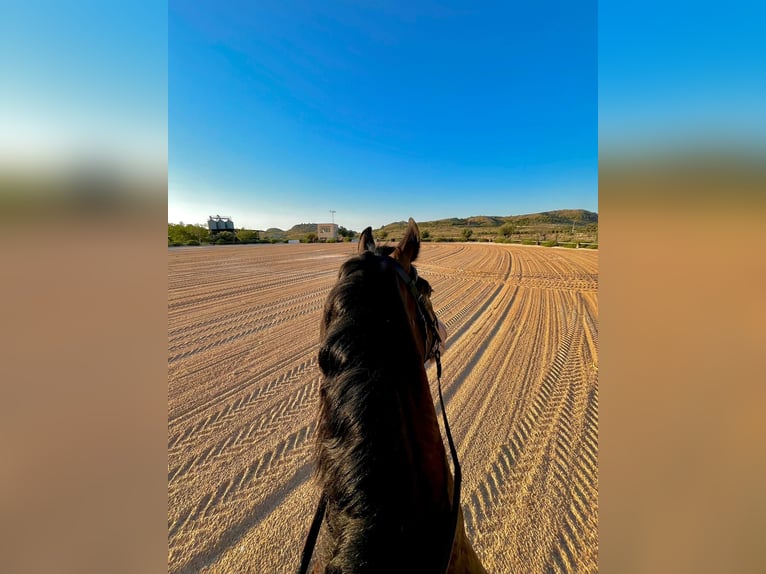 PRE Gelding 6 years 15,2 hh Brown in Los Arenales Del Sol