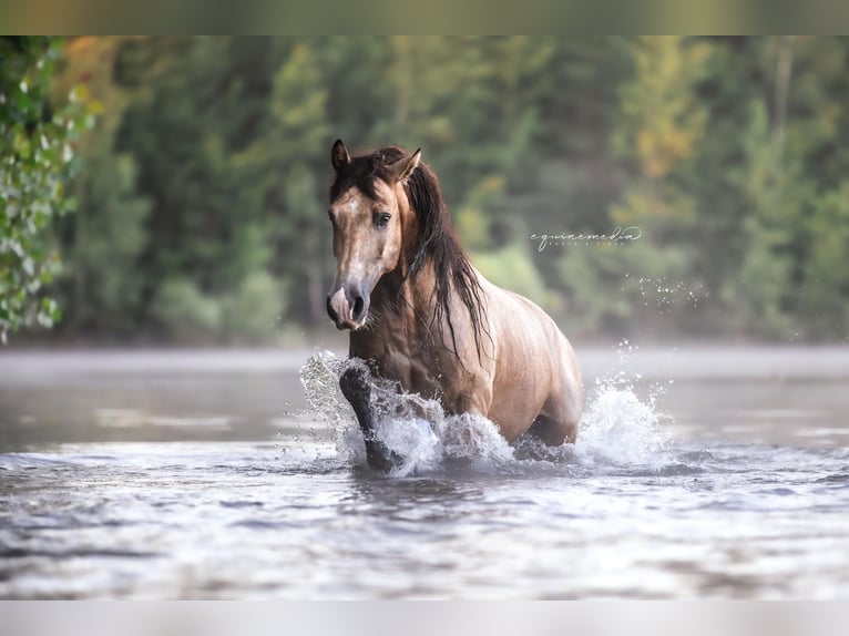 PRE Mix Gelding 6 years 15,2 hh Buckskin in Windhagen