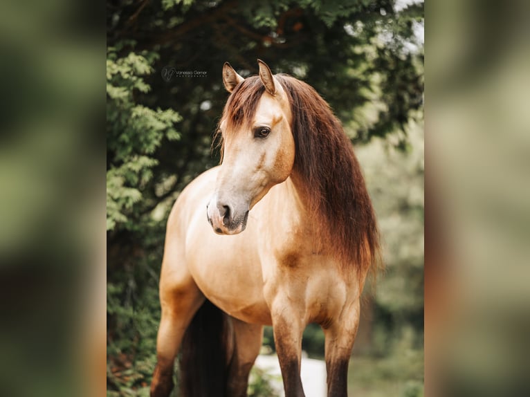 PRE Mix Gelding 6 years 15,2 hh Buckskin in Windhagen