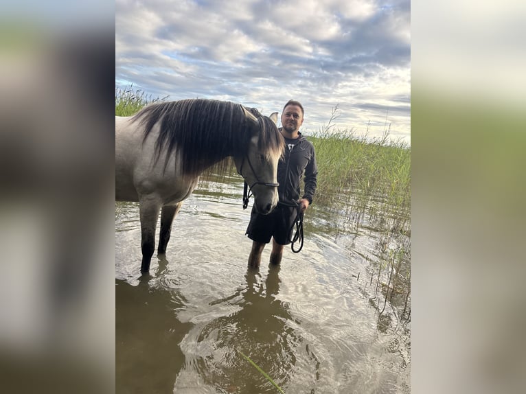 PRE Gelding 6 years 15,2 hh Buckskin in Rastorf