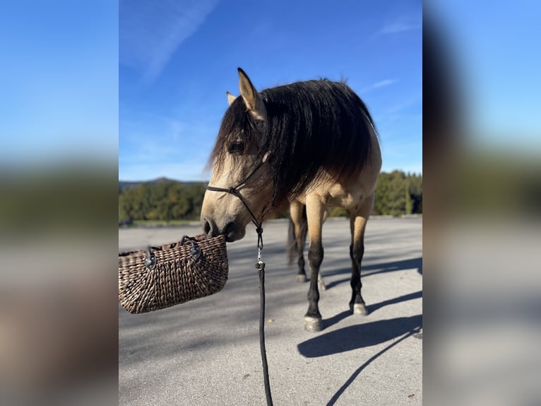 PRE Mix Gelding 6 years 15,2 hh Dun in Redl