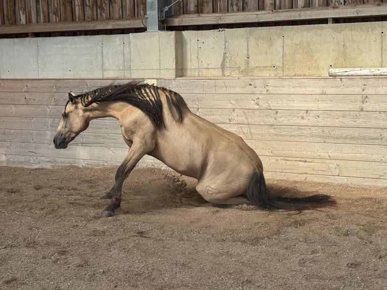PRE Mix Gelding 6 years 15,2 hh Dun in Redl