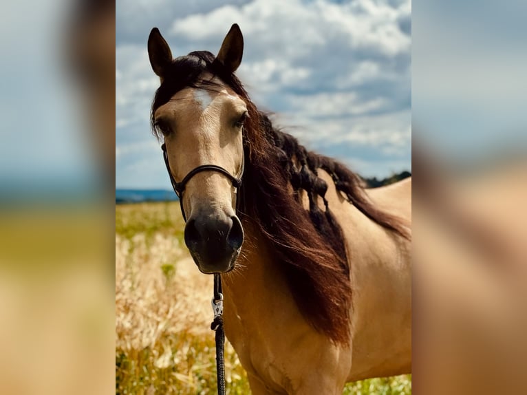 PRE Mix Gelding 6 years 15,2 hh Dun in Redl