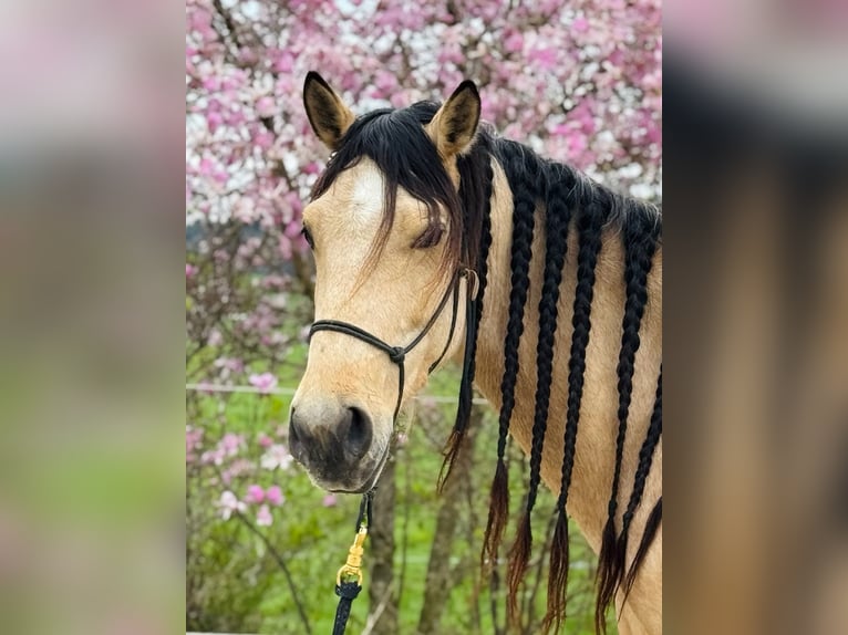 PRE Mix Gelding 6 years 15,2 hh Dun in Redl