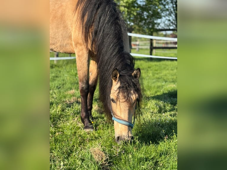 PRE Mix Gelding 6 years 15,2 hh Dun in Redl