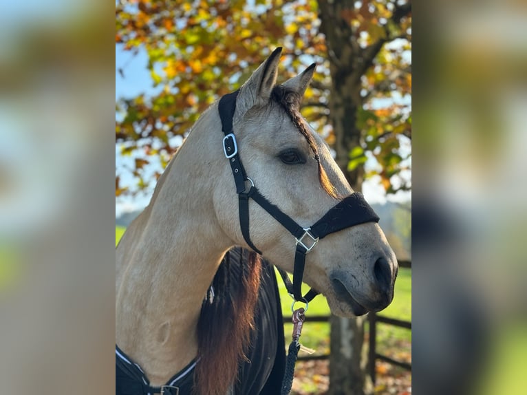 PRE Mix Gelding 6 years 15,2 hh Dun in Redl