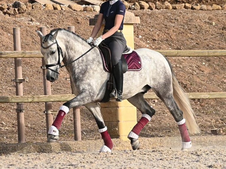 PRE Mix Gelding 6 years 15,2 hh in Navas Del Madro&#xF1;o