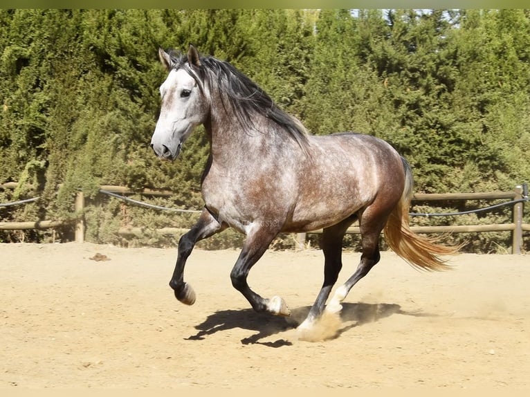 PRE Mix Gelding 6 years 15,2 hh Gray in Provinz Malaga