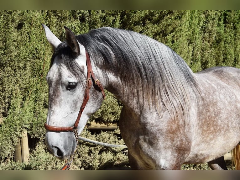 PRE Mix Gelding 6 years 15,2 hh Gray in Provinz Malaga