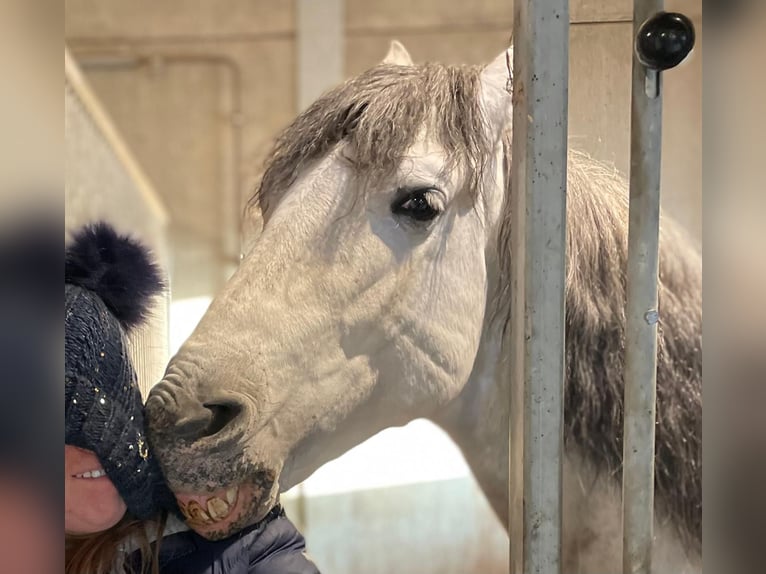 PRE Gelding 6 years 15,2 hh Gray in Koningshooikt