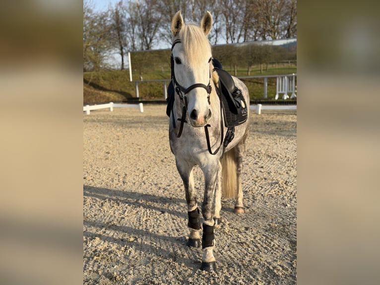 PRE Gelding 6 years 15,2 hh Grey-Dapple in Elbtal