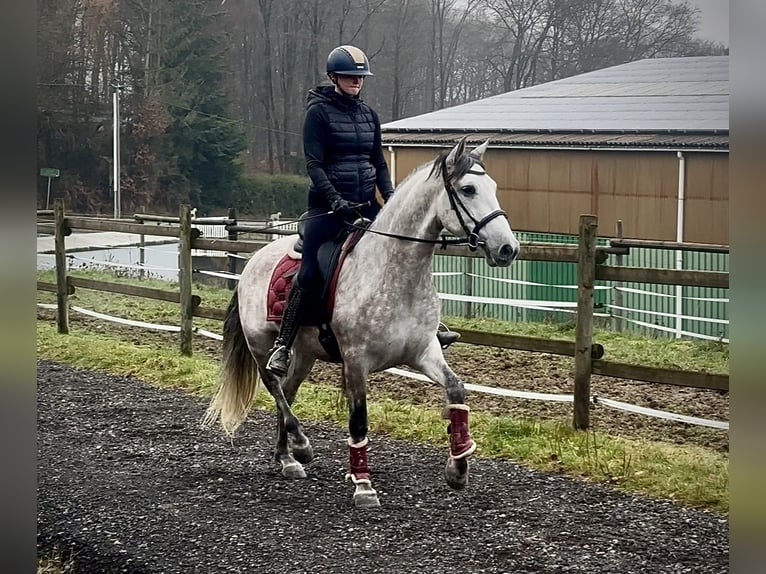 PRE Gelding 6 years 15,2 hh Grey in Neustadt (Wied)