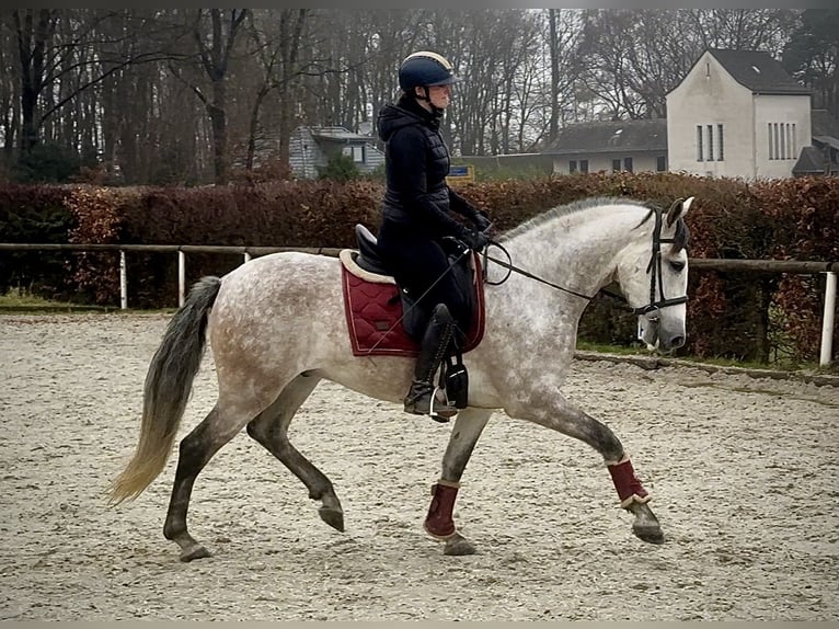 PRE Gelding 6 years 15,2 hh Grey in Neustadt (Wied)