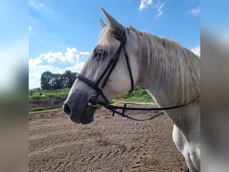 PRE Mix Gelding 6 years 15,2 hh Grey in Karlshuld