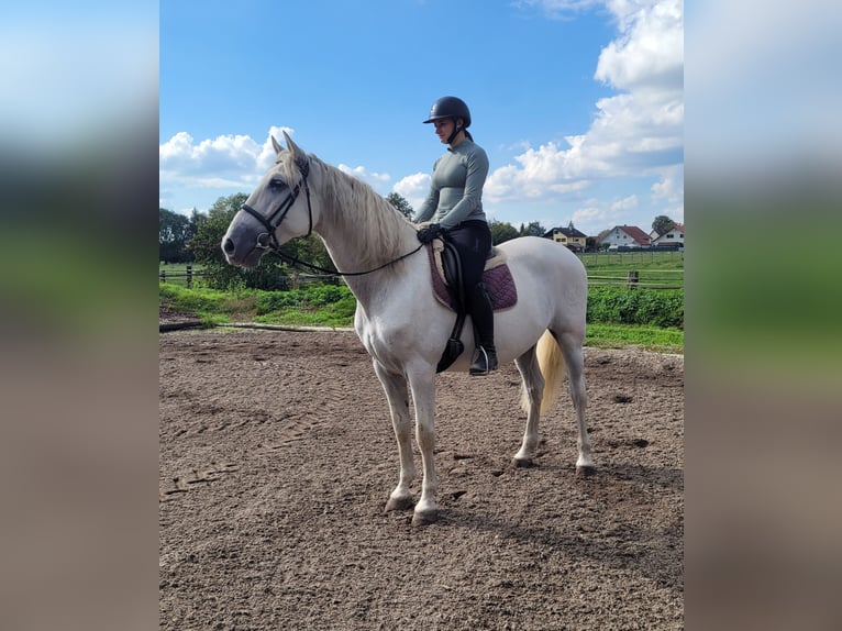PRE Mix Gelding 6 years 15,2 hh Grey in Karlshuld