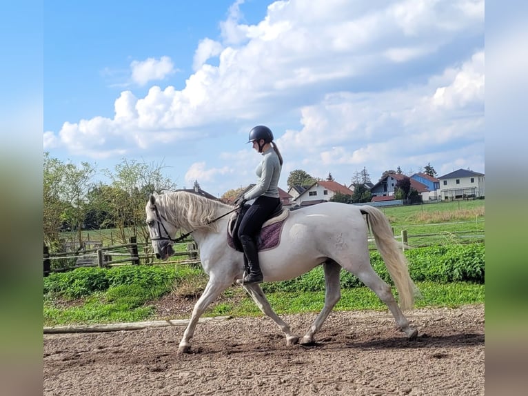 PRE Mix Gelding 6 years 15,2 hh Grey in Karlshuld
