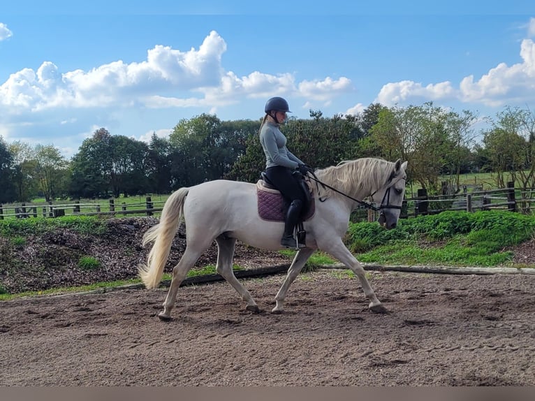PRE Mix Gelding 6 years 15,2 hh Grey in Karlshuld