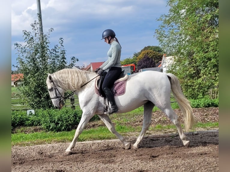 PRE Mix Gelding 6 years 15,2 hh Grey in Karlshuld