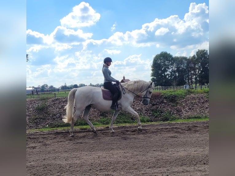 PRE Mix Gelding 6 years 15,2 hh Grey in Karlshuld