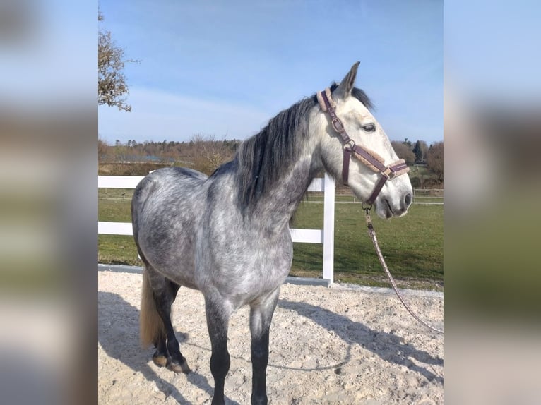 PRE Mix Gelding 6 years 15,2 hh Grey in Rutesheim