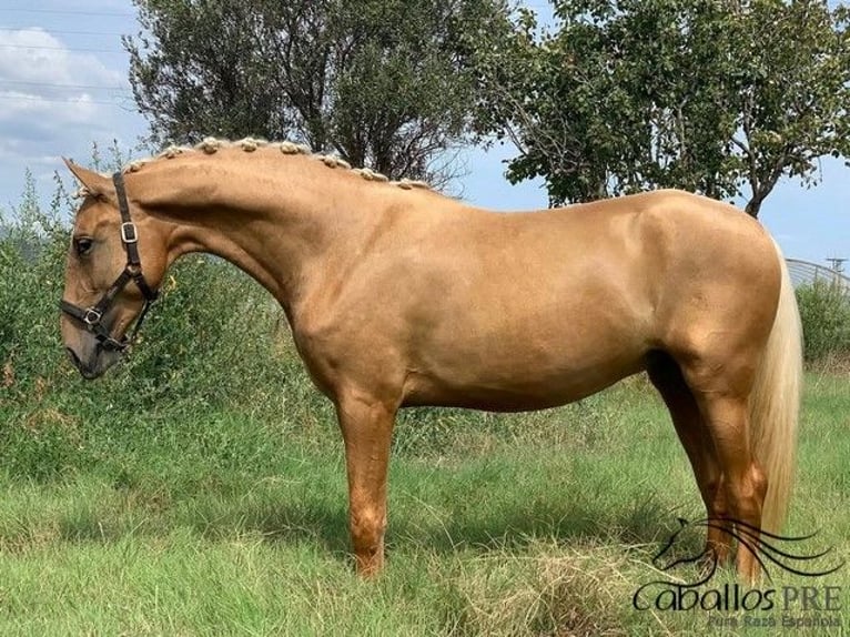 PRE Mix Gelding 6 years 15,2 hh Palomino in Barcelona