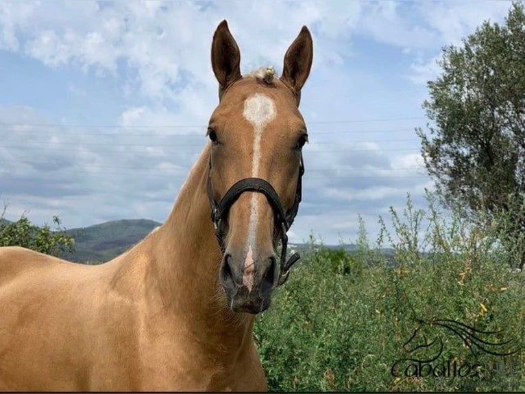 PRE Mix Gelding 6 years 15,2 hh Palomino in Barcelona