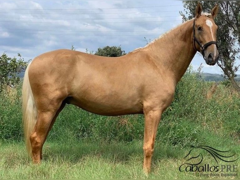 PRE Mix Gelding 6 years 15,2 hh Palomino in Barcelona
