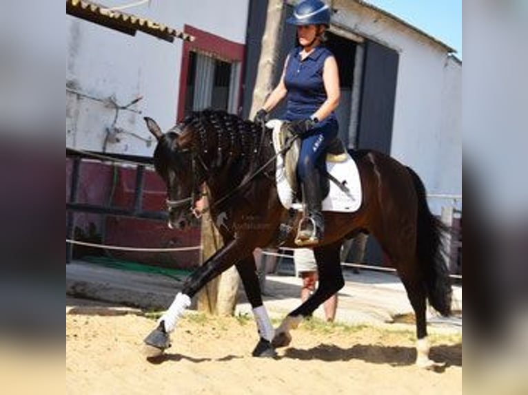 PRE Mix Gelding 6 years 15,2 hh Smoky-Black in Kronach
