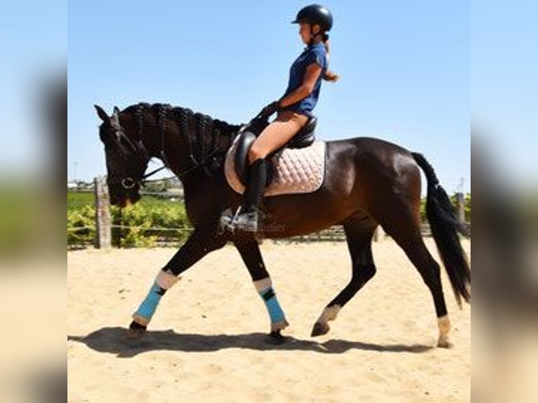 PRE Mix Gelding 6 years 15,2 hh Smoky-Black in Kronach