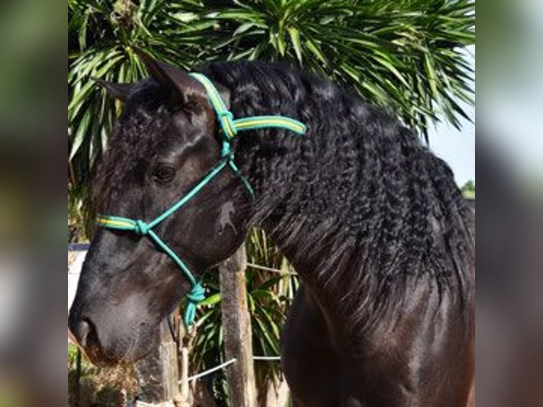 PRE Mix Gelding 6 years 15,2 hh Smoky-Black in Kronach