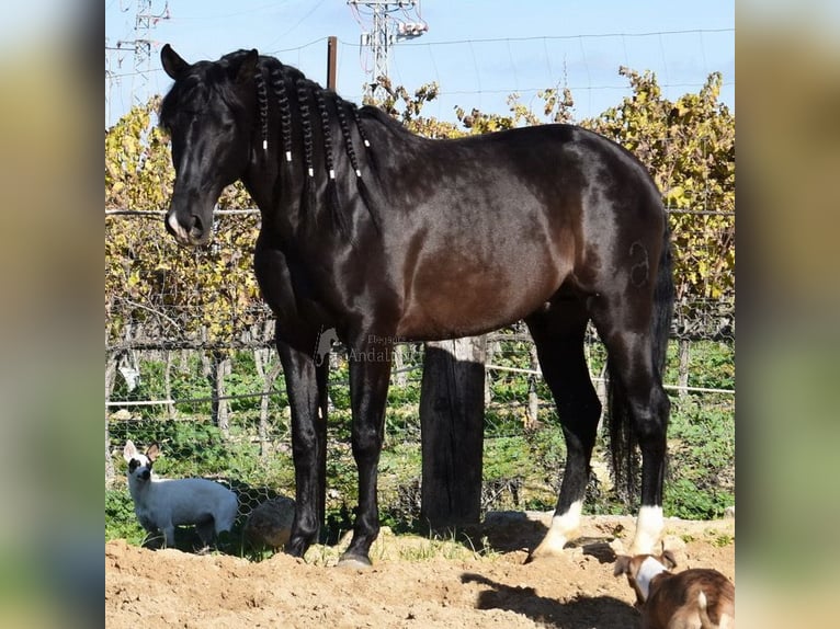 PRE Mix Gelding 6 years 15,2 hh Smoky-Black in Kronach