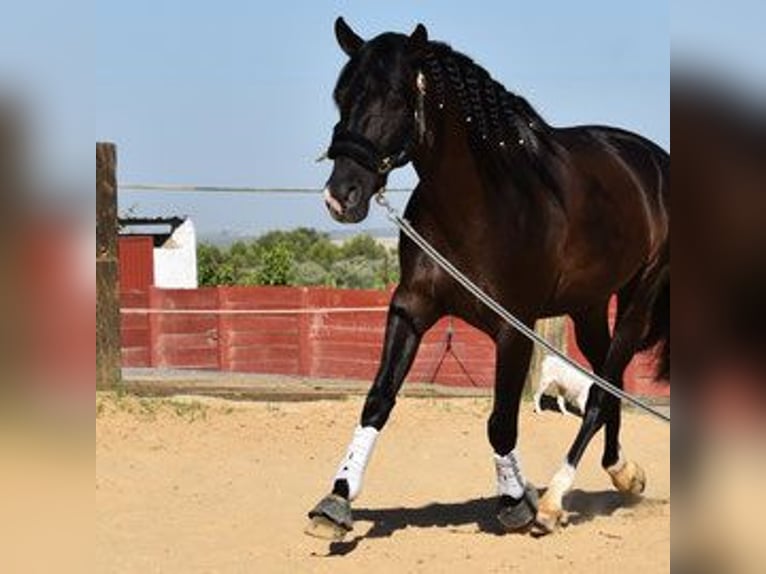PRE Mix Gelding 6 years 15,2 hh Smoky-Black in Kronach