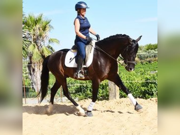 PRE Mix Gelding 6 years 15,2 hh Smoky-Black in Kronach
