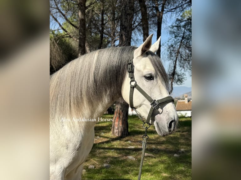 PRE Mix Gelding 6 years 15,2 hh White in Sevilla
