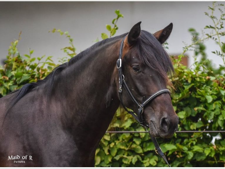 PRE Mix Gelding 6 years 15,2 hh  in Ruppichteroth