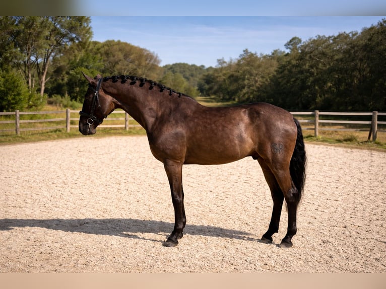 PRE Mix Gelding 6 years 15,3 hh Black in Barcelona