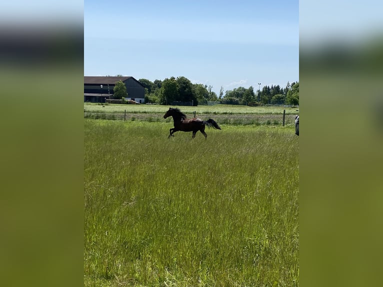 PRE Mix Gelding 6 years 15,3 hh Brown in Utting am Ammersee