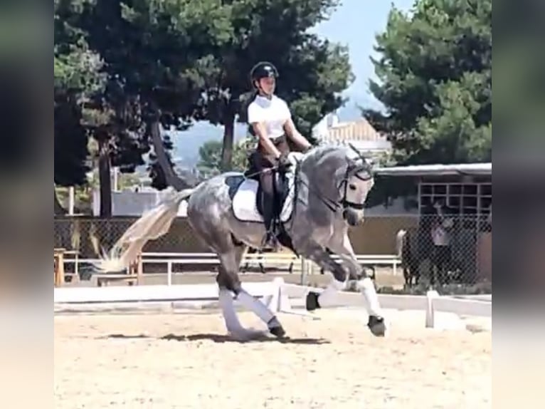 PRE Mix Gelding 6 years 15,3 hh Gray-Dapple in Martfeld