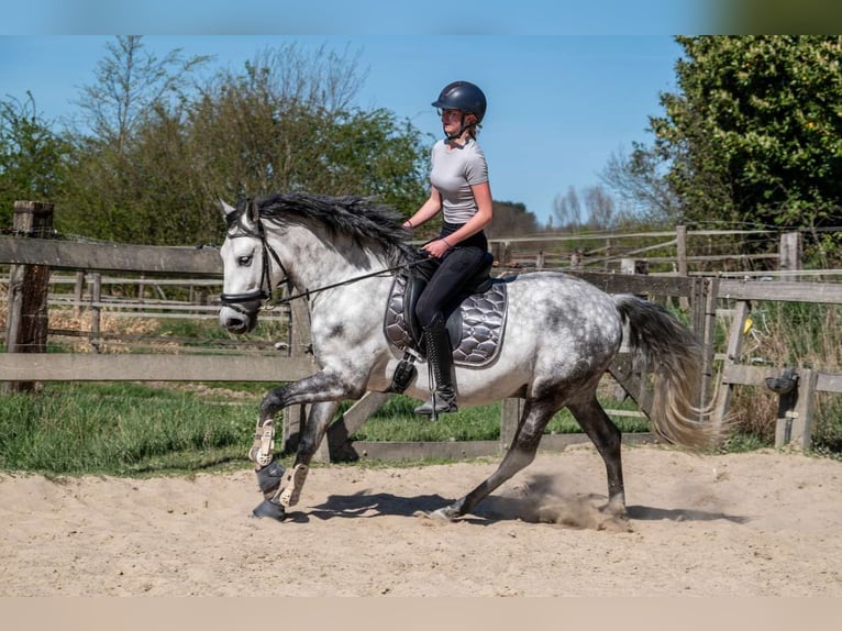 PRE Mix Gelding 6 years 15,3 hh Gray-Dapple in Eindhoven
