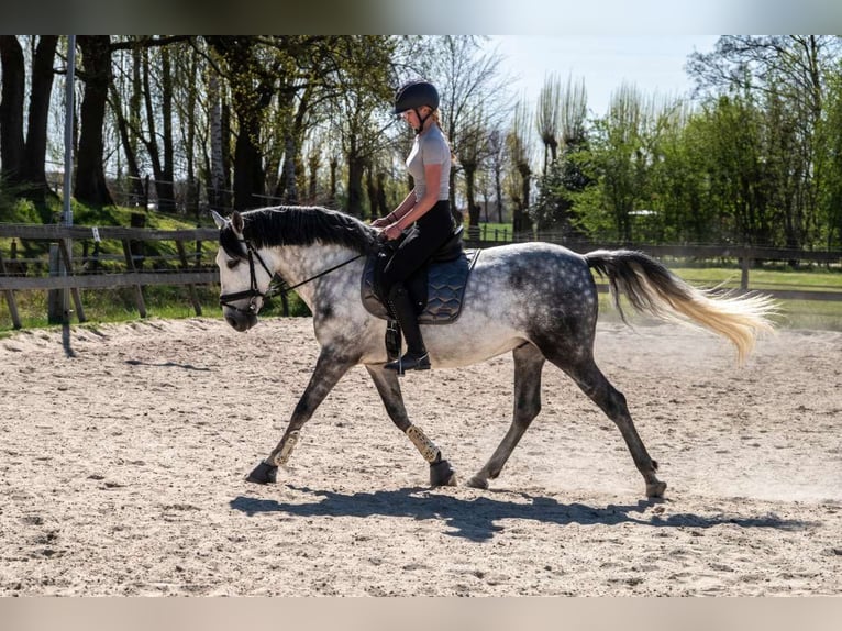 PRE Mix Gelding 6 years 15,3 hh Gray-Dapple in Eindhoven