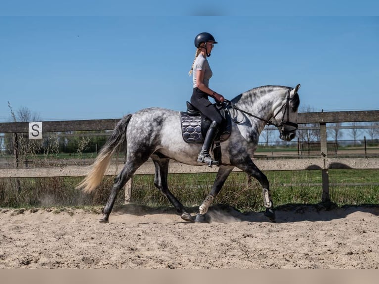 PRE Mix Gelding 6 years 15,3 hh Gray-Dapple in Eindhoven