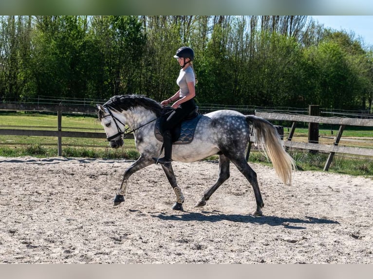 PRE Mix Gelding 6 years 15,3 hh Gray-Dapple in Eindhoven