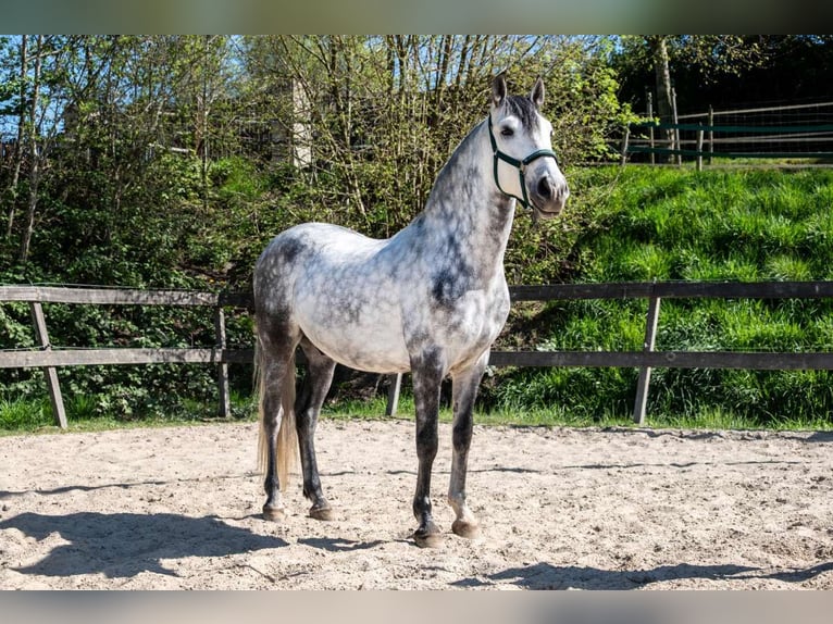 PRE Mix Gelding 6 years 15,3 hh Gray-Dapple in Eindhoven