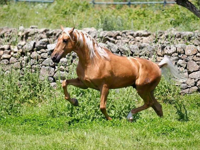 PRE Mix Gelding 6 years 15,3 hh Palomino in Beinhausen