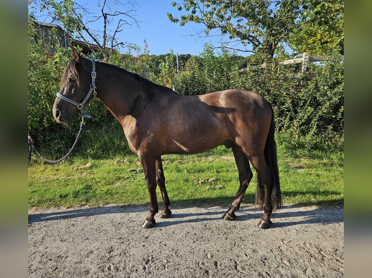 PRE Mix Gelding 6 years 15,3 hh Smoky-Black in Haren