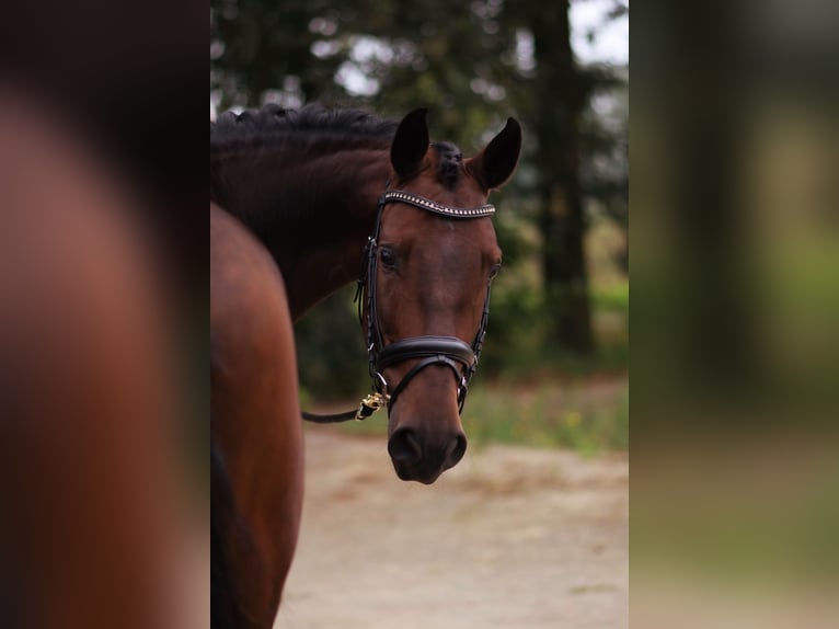 PRE Gelding 6 years 16,1 hh Bay-Dark in Kelpen-Oler
